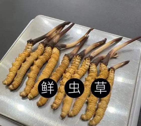 冬蟲(chóng)夏草為什么鮮草比干草要好 ?