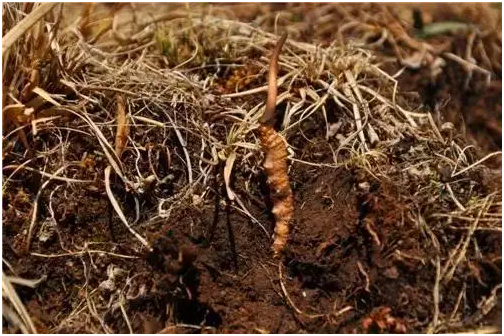 為什么海拔越高冬蟲夏草的品質越好