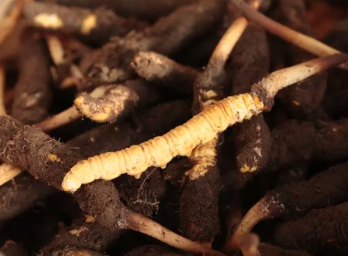 人工如何種植種植冬蟲(chóng)夏草