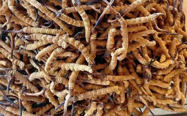 冬蟲夏草可以和番石榴一起吃嗎？