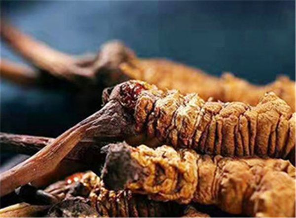 冬蟲夏草什么樣的最好？高海拔的冬蟲夏草品質(zhì)會更好