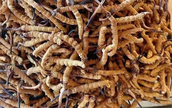 冬蟲夏草怎么看壞沒壞？影響冬蟲夏草品質(zhì)的6個因素