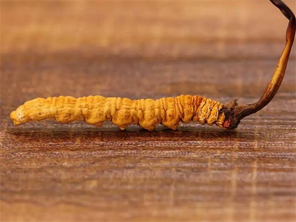 冬蟲夏草草頭越長品質(zhì)越好嗎？草頭越長冬蟲夏草品質(zhì)越好