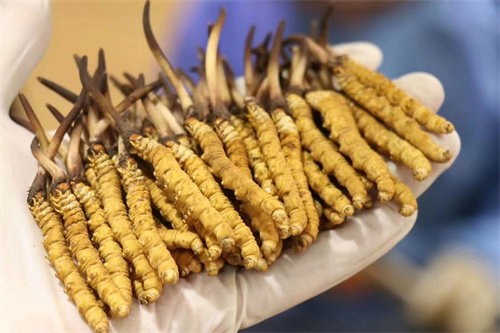 冬蟲夏草可調(diào)節(jié)神經(jīng) 冬蟲夏草對神經(jīng)有什么作用？