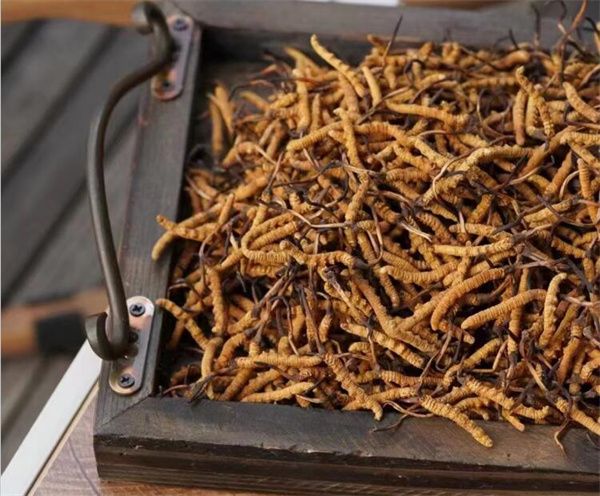 野生冬蟲(chóng)夏草怎么買(mǎi)？購(gòu)買(mǎi)野生冬蟲(chóng)夏草注意事項(xiàng)