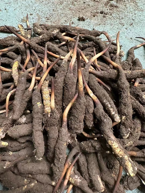 手術(shù)后能否食用冬蟲夏草？專家解答與術(shù)后康復(fù)建議