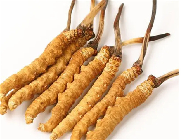 男人適合食用冬蟲(chóng)夏草嗎？冬蟲(chóng)夏草的藥用價(jià)值