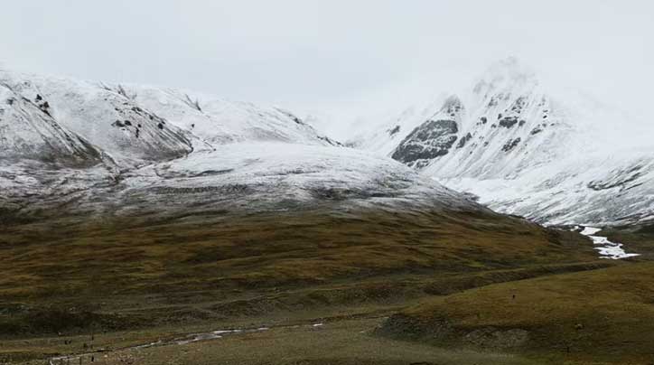 探索那曲冬蟲(chóng)夏草的多樣食用方式