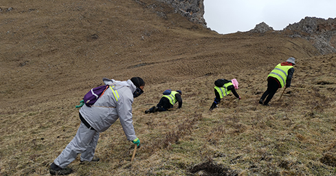 西藏那曲冬蟲(chóng)夏草采挖時(shí)間