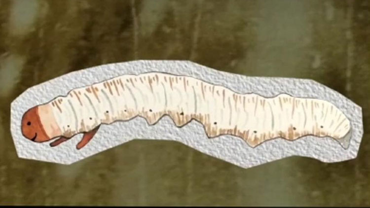 那曲蟲草哪些人最適合吃？