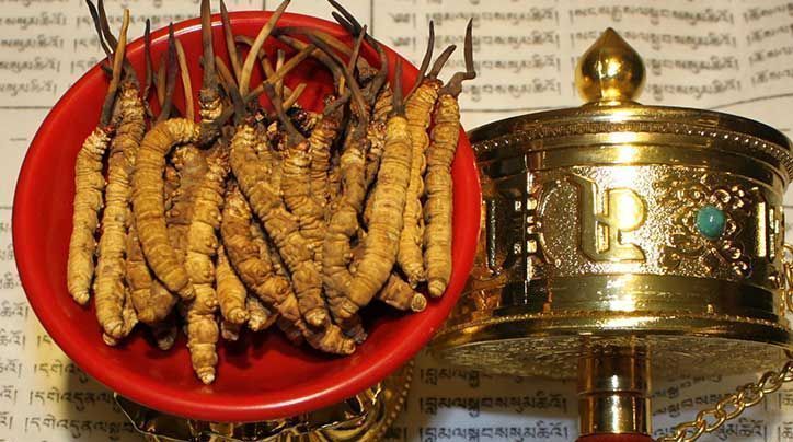 <a href=http://www.jasw8.com/ target=_blank class=infotextkey>那曲<a href=http://www.jasw8.com/ target=_blank class=infotextkey>冬蟲(chóng)夏草</a></a>的有哪些藥用價(jià)值