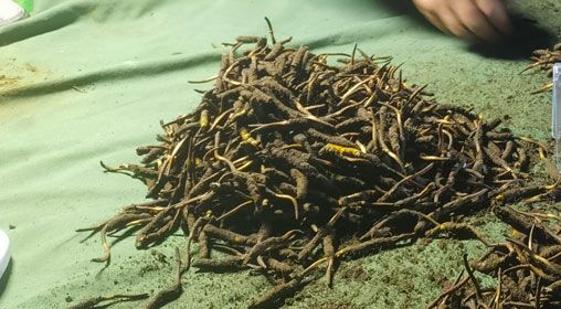 <a href=http://www.jasw8.com/xinxian/ target=_blank class=infotextkey>鮮冬蟲夏草</a>的正確食用方法指南