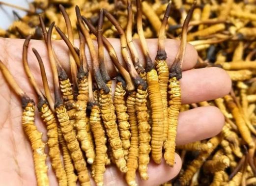 <a href=http://www.jasw8.com/sdph/zcw/ target=_blank class=infotextkey>珍草王冬蟲夏草</a>是真的嗎？