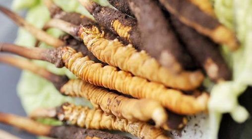 <a href=http://www.jasw8.com/xinxian/ target=_blank class=infotextkey>鮮冬蟲夏草</a>功效與食用方法詳解