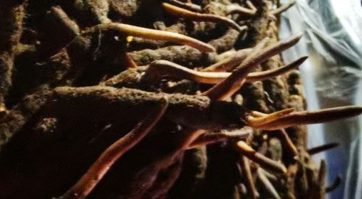 <a href=http://www.jasw8.com/xinxian/ target=_blank class=infotextkey>新<a href=http://www.jasw8.com/xinxian/ target=_blank class=infotextkey>鮮冬蟲夏草</a></a>的多種食用方法