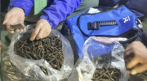 新鮮那曲蟲草多少錢一根？揭秘冬蟲夏草的價(jià)格密碼