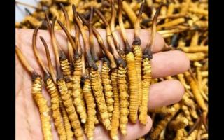 珍峰冬蟲夏草哪里買