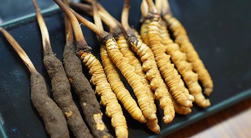 新鮮<a href=http://www.jasw8.com/jiage/ target=_blank class=infotextkey>冬蟲夏草價(jià)格</a>查詢