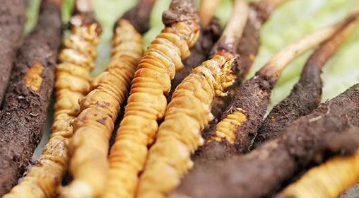 <a href=http://www.jasw8.com/xinxian/ target=_blank class=infotextkey>新<a href=http://www.jasw8.com/xinxian/ target=_blank class=infotextkey>鮮冬蟲夏草</a></a>怎么洗 