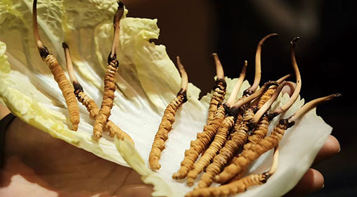 新鮮的冬蟲(chóng)夏草怎么保存方法