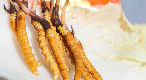 新鮮冬蟲(chóng)夏草燉燕窩