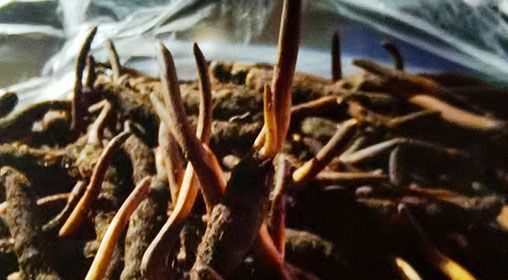 <a href=http://www.jasw8.com/xinxian/ target=_blank class=infotextkey>新<a href=http://www.jasw8.com/xinxian/ target=_blank class=infotextkey>鮮冬蟲(chóng)夏草</a></a>營(yíng)養(yǎng)有哪些呢