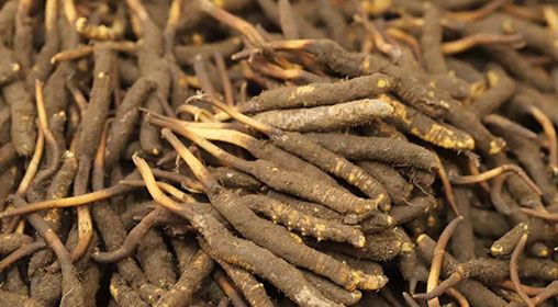 新鮮冬蟲(chóng)夏草哪里買(mǎi) 