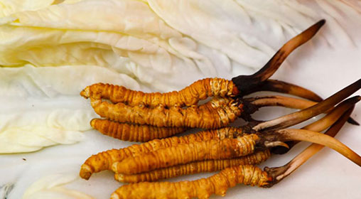 那曲雪域新鮮冬蟲(chóng)夏草