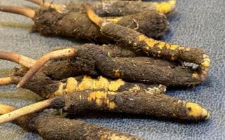 新鮮冬蟲夏草壞了：原因、識別與應(yīng)對策略