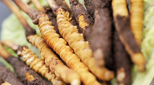 咳嗽吃新鮮冬蟲夏草好嗎