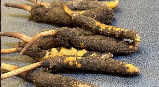 什么季節(jié)挖新鮮冬蟲(chóng)夏草 