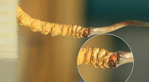 新鮮冬蟲(chóng)夏草寶寶能吃嗎