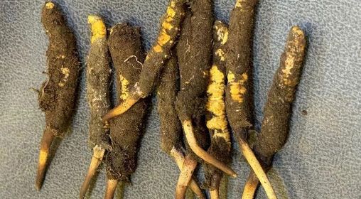 新鮮冬蟲夏草斷草能用嗎 