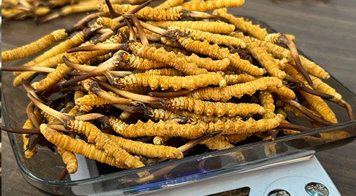 <a href=http://www.jasw8.com/s/brxcc target=_blank class=infotextkey>比如縣冬蟲夏草</a>新鮮度