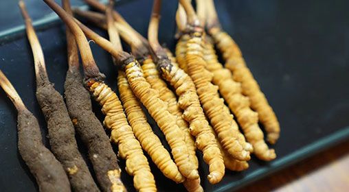 魚(yú)翅與<a href=http://www.jasw8.com/xinxian/ target=_blank class=infotextkey>新<a href=http://www.jasw8.com/xinxian/ target=_blank class=infotextkey>鮮冬蟲(chóng)夏草</a></a>