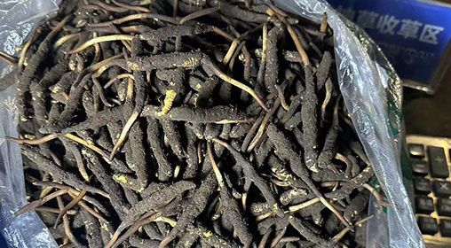 <a href=http://www.jasw8.com/xinxian/ target=_blank class=infotextkey>新<a href=http://www.jasw8.com/xinxian/ target=_blank class=infotextkey>鮮冬蟲(chóng)夏草</a></a>出售