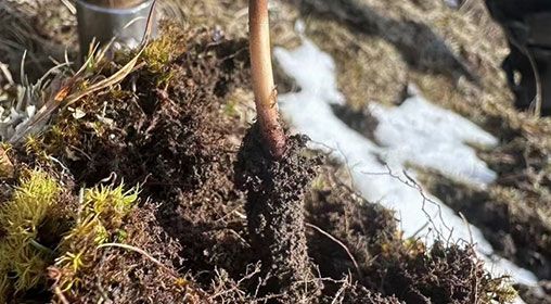 <a href=http://www.jasw8.com/xinxian/ target=_blank class=infotextkey>新<a href=http://www.jasw8.com/xinxian/ target=_blank class=infotextkey>鮮冬蟲夏草</a></a>存放