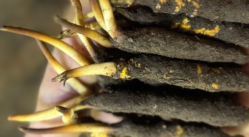 <a href=http://www.jasw8.com/xinxian/ target=_blank class=infotextkey>新<a href=http://www.jasw8.com/xinxian/ target=_blank class=infotextkey>鮮冬蟲夏草</a></a>晾曬 