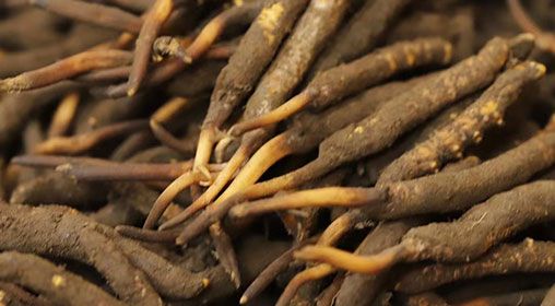 <a href=http://www.jasw8.com/xinxian/ target=_blank class=infotextkey>新<a href=http://www.jasw8.com/xinxian/ target=_blank class=infotextkey>鮮冬蟲夏草</a></a>品質(zhì)