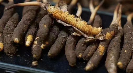 <a href=http://www.jasw8.com/xinxian/ target=_blank class=infotextkey>新<a href=http://www.jasw8.com/xinxian/ target=_blank class=infotextkey>鮮冬蟲夏草</a></a>發(fā)貨 