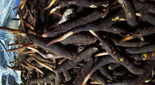 <a href=http://www.jasw8.com/xinxian/ target=_blank class=infotextkey>新<a href=http://www.jasw8.com/xinxian/ target=_blank class=infotextkey>鮮冬蟲夏草</a></a>產(chǎn)地