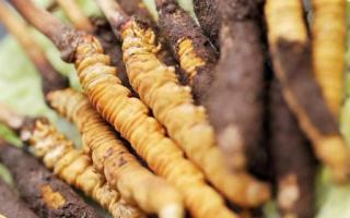 如何鑒別真假蟲草？教你幾招！