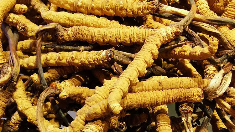 冬蟲(chóng)夏草是什么味道？揭秘“軟黃金”的獨(dú)特風(fēng)味