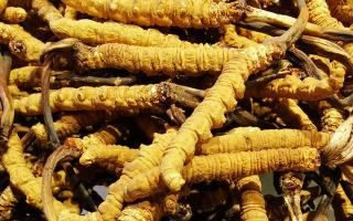 冬蟲(chóng)夏草是什么味道？揭秘“軟黃金”的獨(dú)特風(fēng)味