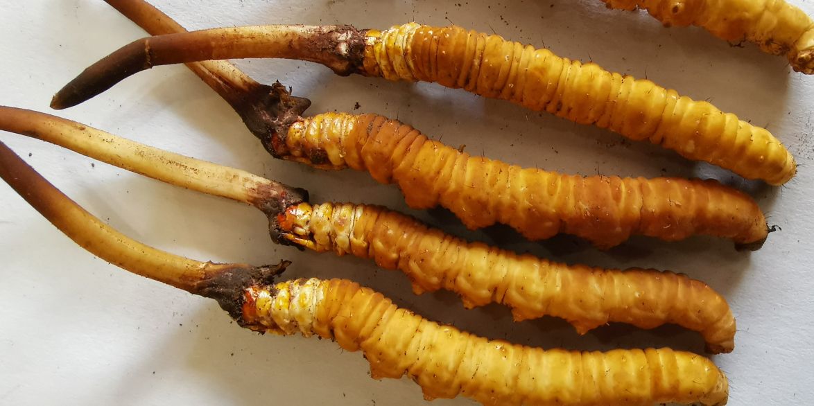 冬蟲夏草泡酒最佳配方：滋補養(yǎng)生，強身健體