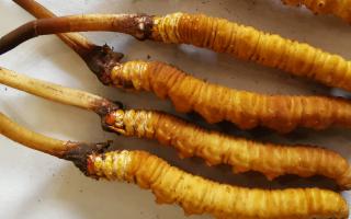 冬蟲夏草泡酒最佳配方：滋補養(yǎng)生，強身健體