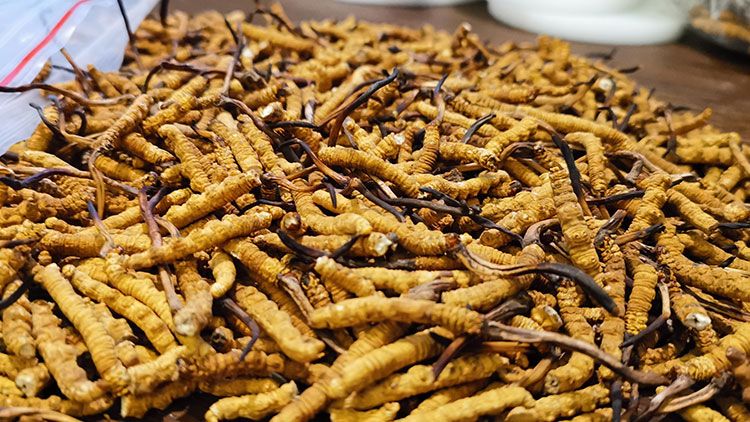 深圳<a href=http://www.jasw8.com/zhengce/ target=_blank class=infotextkey>冬蟲(chóng)夏草交易</a>市場(chǎng)：南中國(guó)蟲(chóng)草貿(mào)易的黃金樞紐