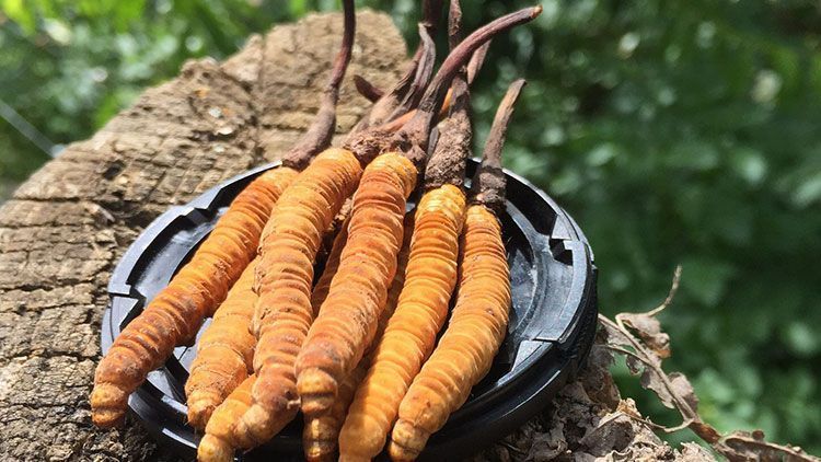 蟲草是什么？揭秘"軟黃金"的奧秘