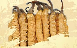 冬蟲(chóng)夏草御寒效果好嗎？科學(xué)解讀其抗寒機(jī)制