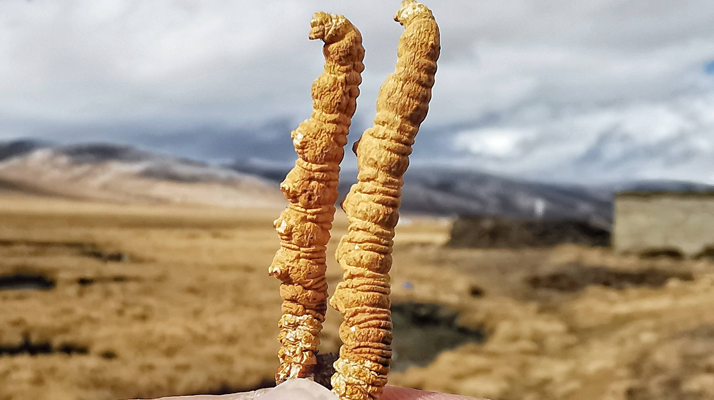 全球<a href=http://www.jasw8.com/ target=_blank class=infotextkey>冬蟲夏草</a>核心產地分布圖鑒（2024最新版）